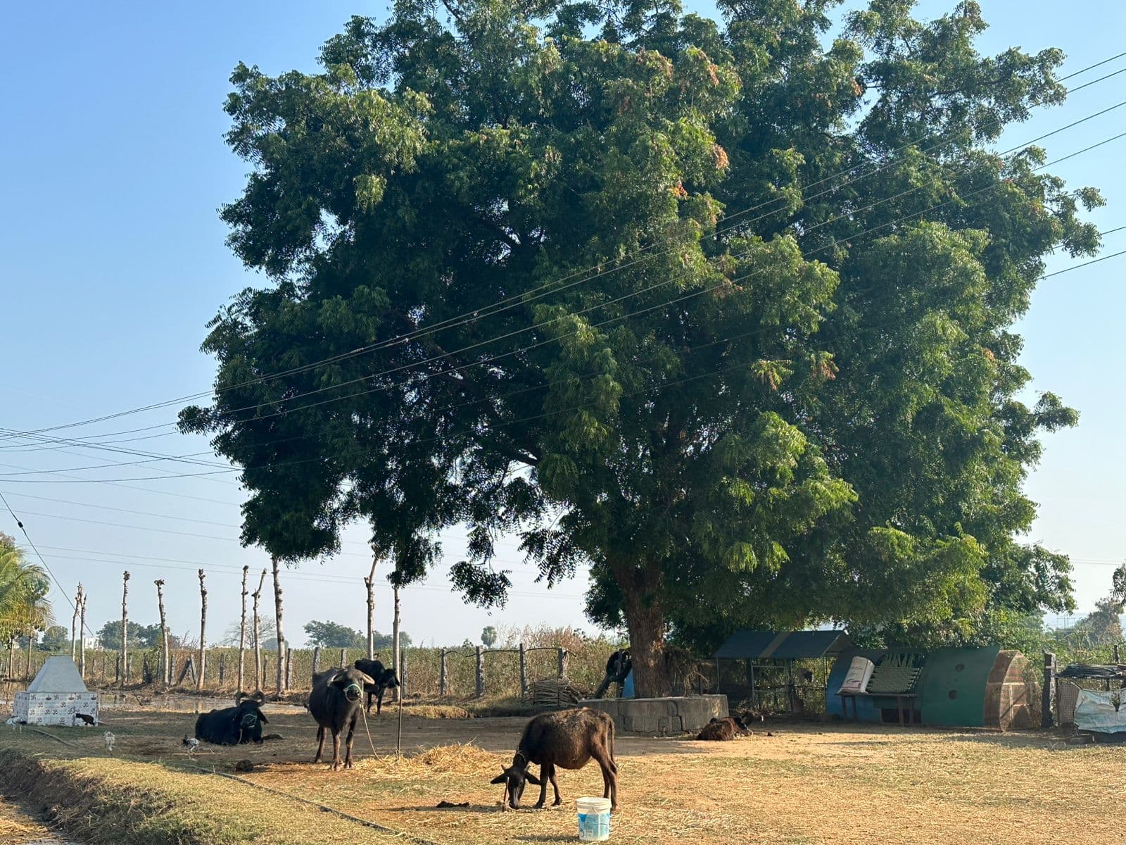Cattle at Farmstay