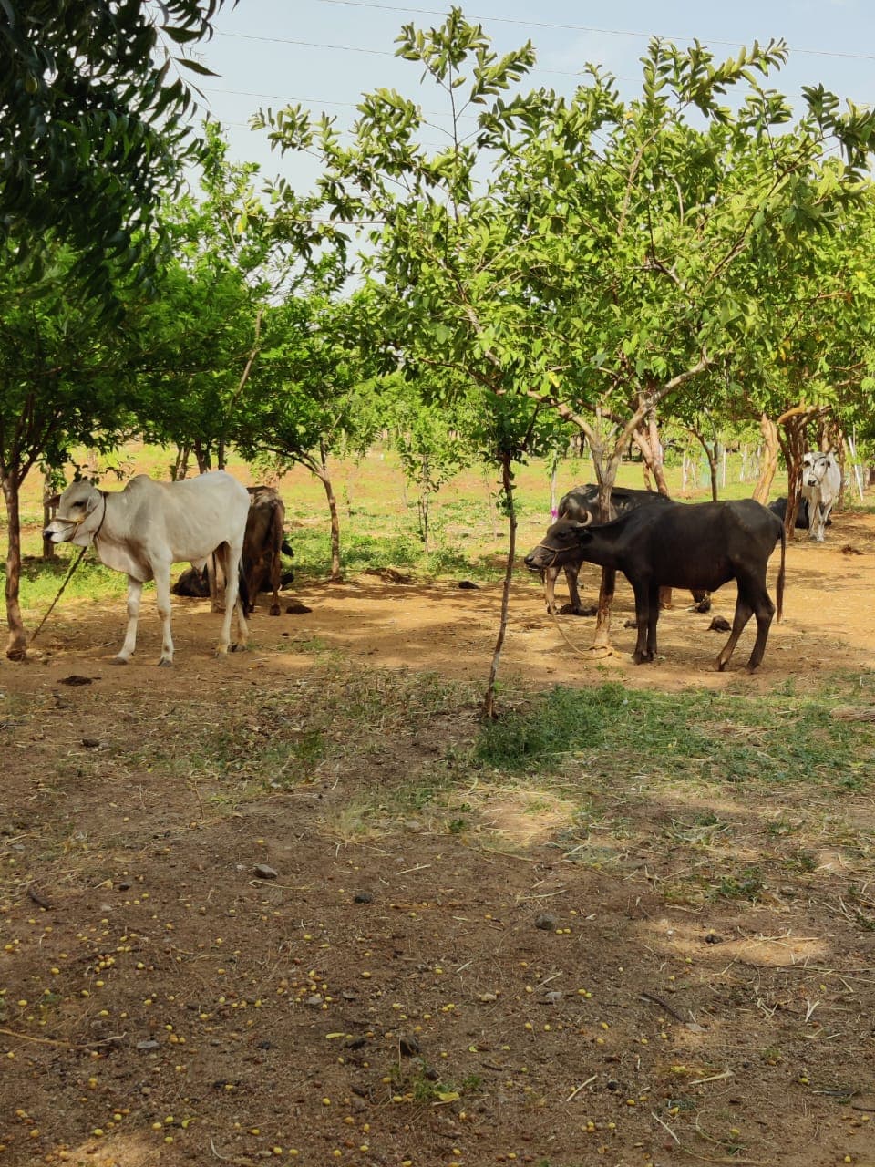 Cattle under Tree