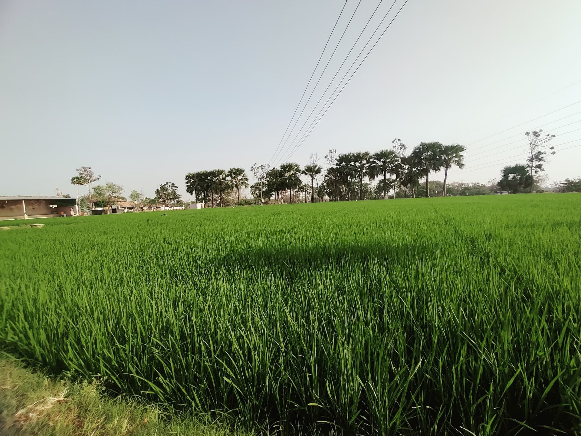 Green Grass Area