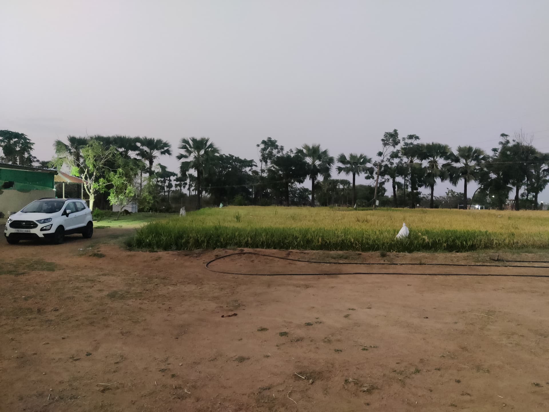 Farmstay Grassland